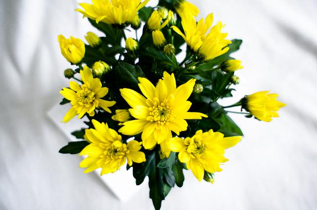 Chrysanthèmes à domicile: soin et entretien Chrysanthèmes à domicile: soin et entretien