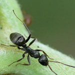 Comment faire face aux fourmis de jardin