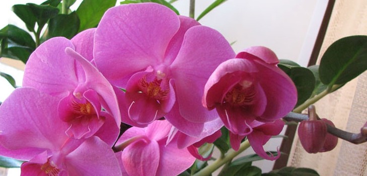 Comment arroser une orchidée Comment arroser une orchidée