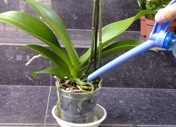 Comment arroser une orchidée Comment arroser une orchidée
