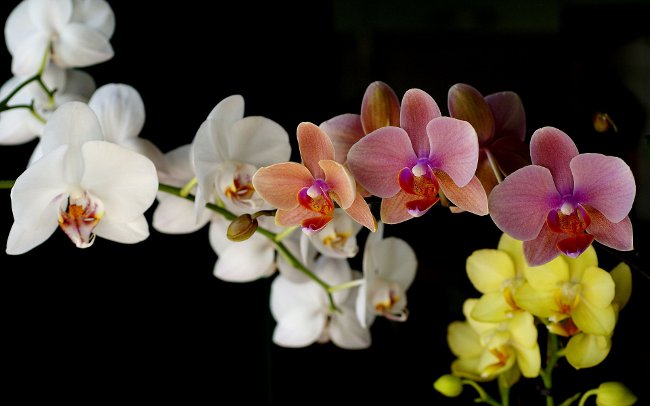 Comment arroser une orchidée Comment arroser une orchidée