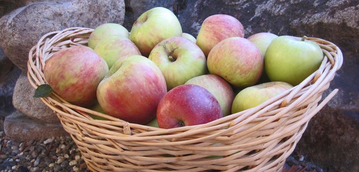 Comment garder les pommes en hiver