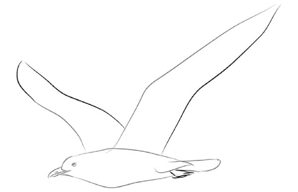 Comment dessiner un oiseau dans les étapes avec un crayon