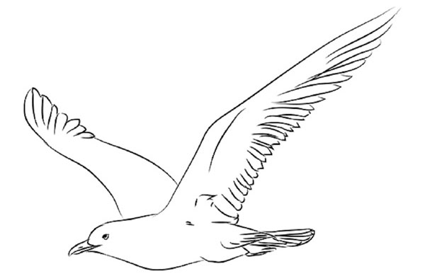 Comment dessiner un oiseau dans les étapes avec un crayon