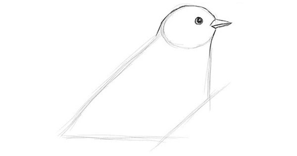 Comment dessiner un oiseau dans les étapes avec un crayon