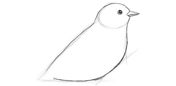 Comment dessiner un oiseau dans les étapes avec un crayon
