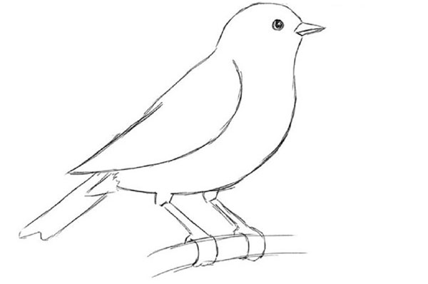 Comment dessiner un oiseau dans les étapes avec un crayon