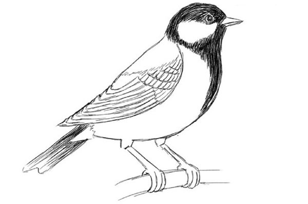 Comment dessiner un oiseau dans les étapes avec un crayon