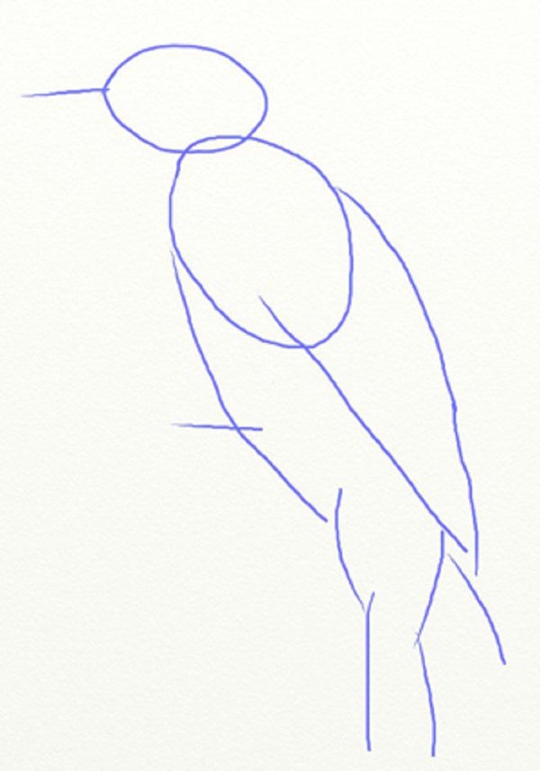 Comment dessiner un oiseau dans les étapes avec un crayon