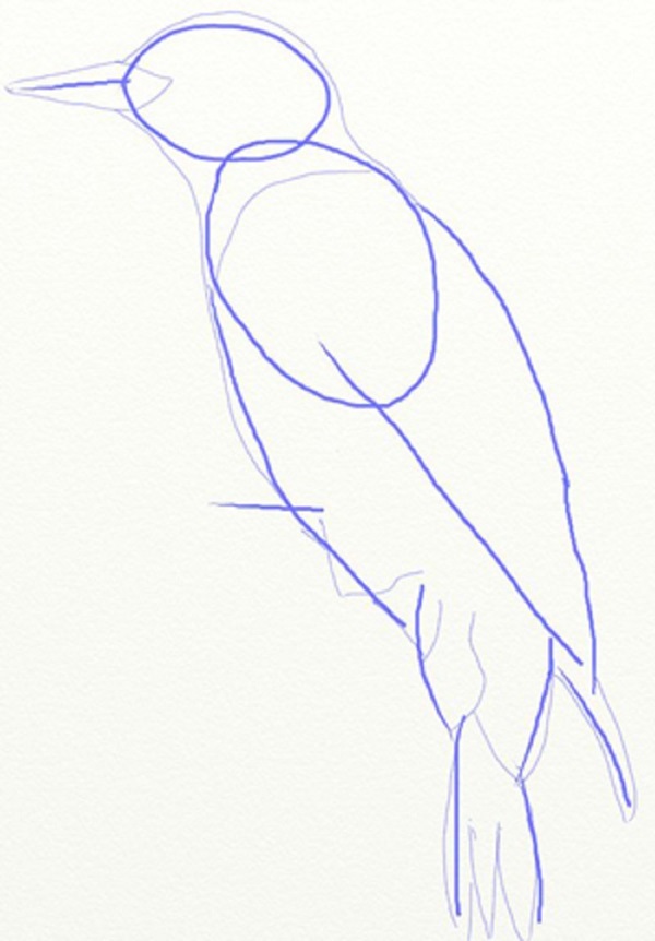 Comment dessiner un oiseau dans les étapes avec un crayon