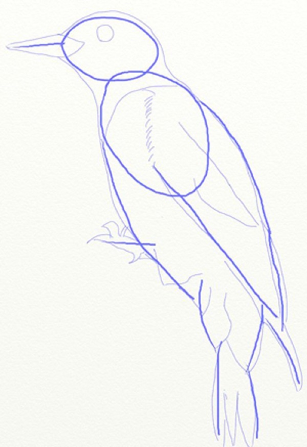 Comment dessiner un oiseau dans les étapes avec un crayon