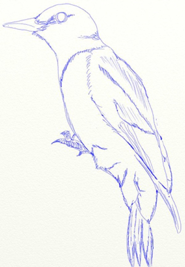 Comment dessiner un oiseau dans les étapes avec un crayon
