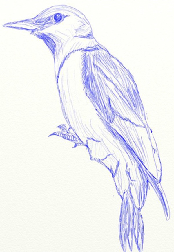 Comment dessiner un oiseau dans les étapes avec un crayon