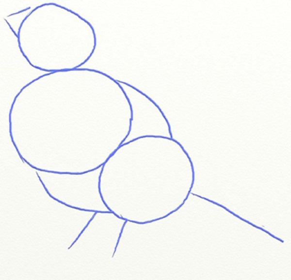 Comment dessiner un oiseau dans les étapes avec un crayon