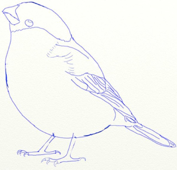 Comment dessiner un oiseau dans les étapes avec un crayon