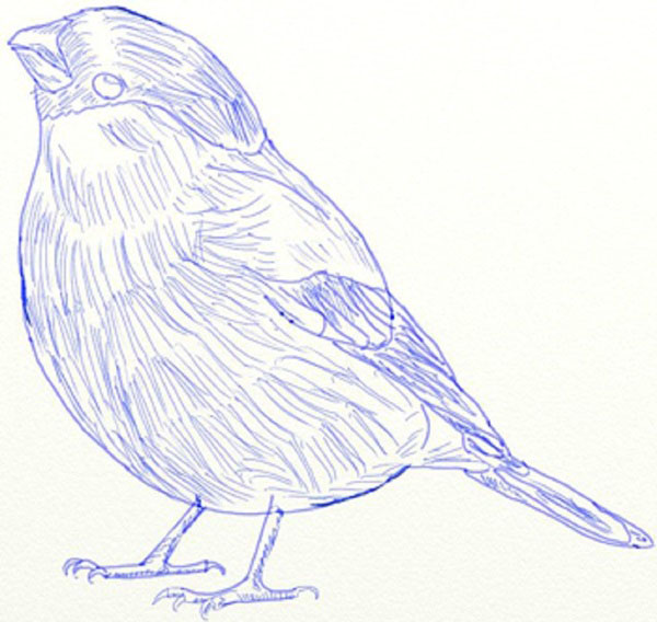 Comment dessiner un oiseau dans les étapes avec un crayon