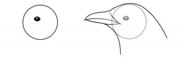 Comment dessiner un oiseau dans les étapes avec un crayon