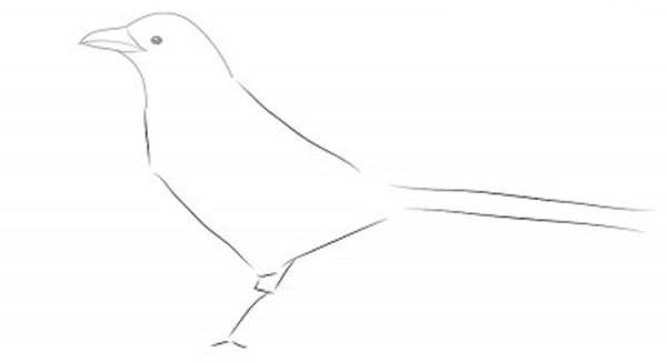 Comment dessiner un oiseau dans les étapes avec un crayon