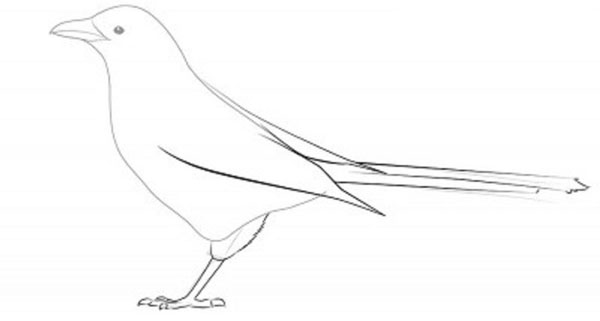 Comment dessiner un oiseau dans les étapes avec un crayon