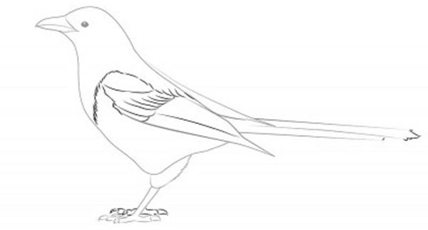 Comment dessiner un oiseau dans les étapes avec un crayon