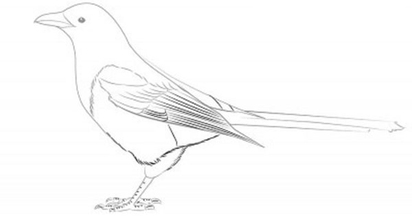 Comment dessiner un oiseau dans les étapes avec un crayon