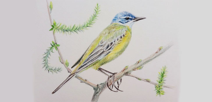 Comment dessiner un oiseau dans les étapes avec un crayon