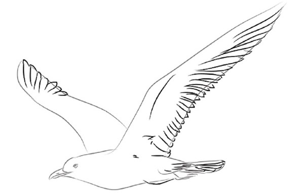 Comment dessiner un oiseau dans les étapes avec un crayon