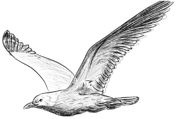 Comment dessiner un oiseau dans les étapes avec un crayon