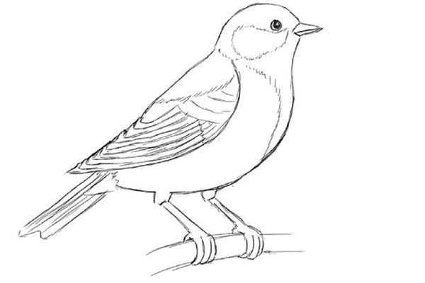 Comment dessiner un oiseau dans les étapes avec un crayon