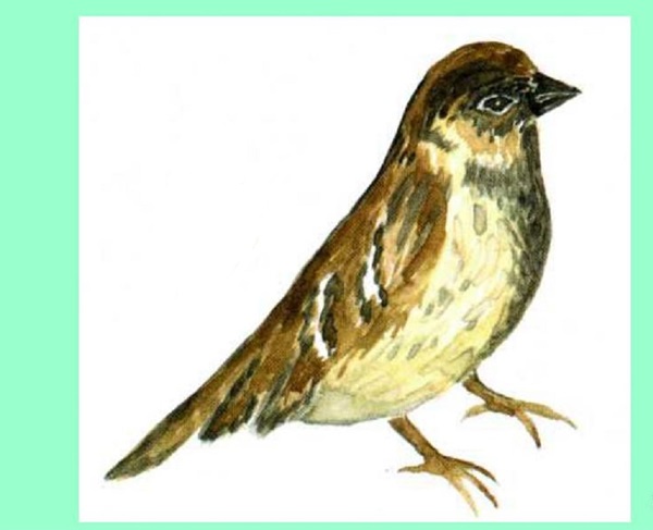 Comment dessiner un oiseau dans les étapes avec un crayon