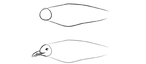 Comment dessiner un oiseau dans les étapes avec un crayon