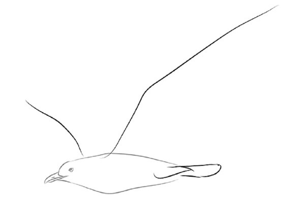 Comment dessiner un oiseau dans les étapes avec un crayon