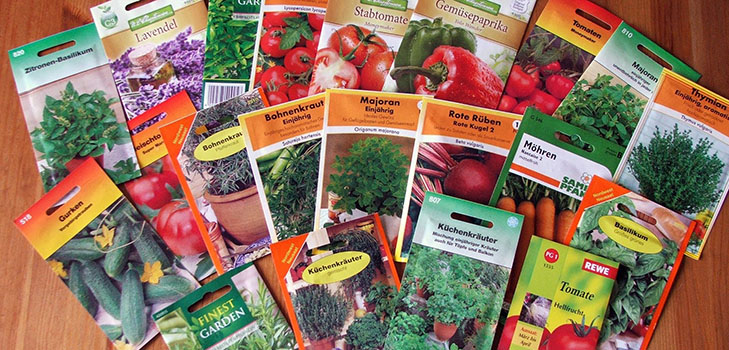 Comment choisir les bonnes graines de légumes pour planter en pleine terre