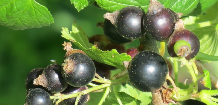 Comment couper correctement le cassis
