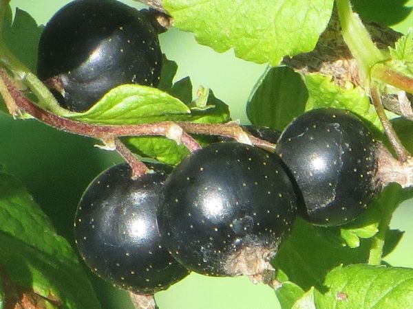 Comment couper correctement le cassis