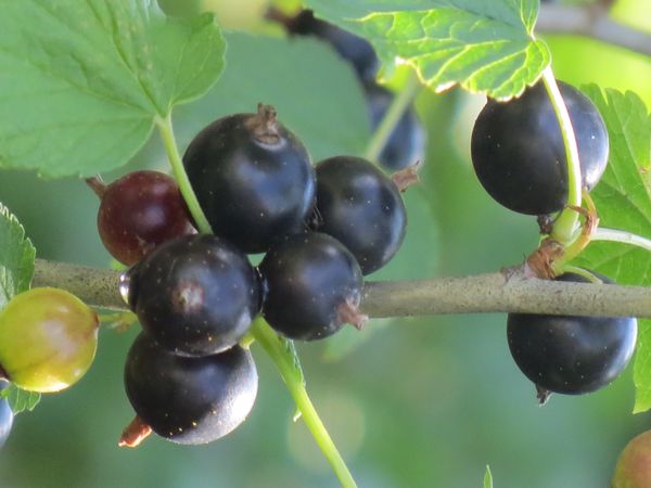 Comment couper le groseille à l'automne: noir ou rouge. Comment couper la groseille après la récolte