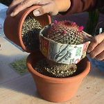 Comment transplanter un cactus
