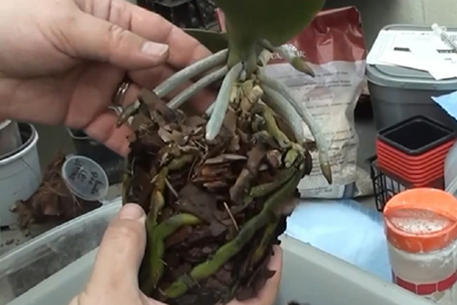 Comment transplanter une orchidée