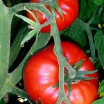 Comment patsy tomates, vidéo