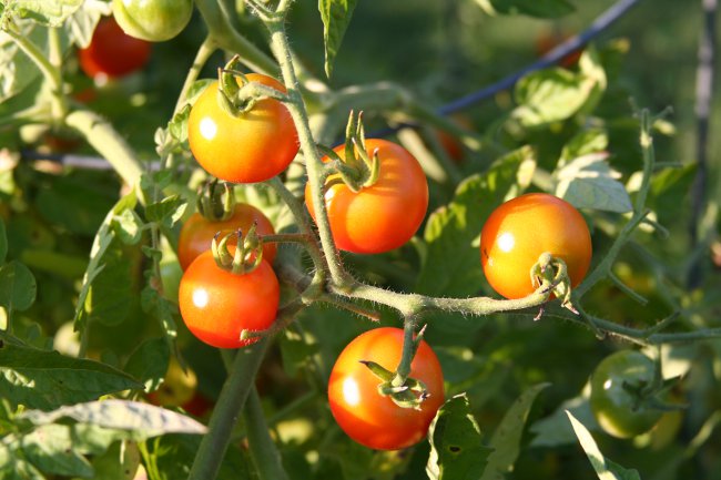 Comment attacher les tomates correctement Comment attacher les tomates correctement