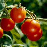 Comment attacher les tomates correctement Comment attacher les tomates correctement