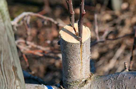 Comment planter correctement le pommier - video