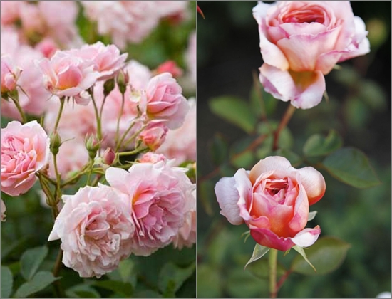 Comment planter des roses