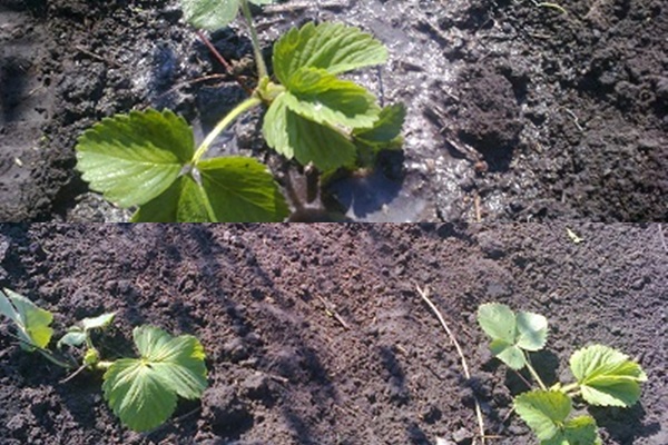 Comment perdre des fraises - photos et vidéos Comment perdre des fraises - photos et vidéos