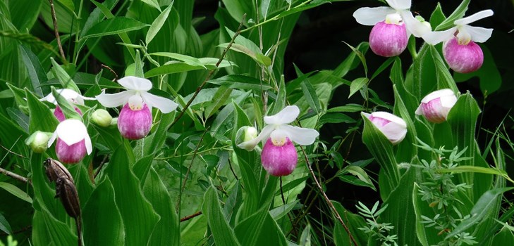 Comment propager une orchidée Comment propager une orchidée