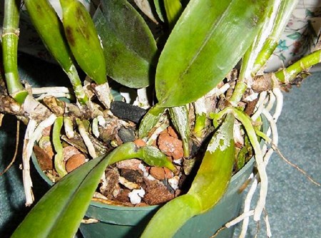 Comment propager une orchidée: boutures