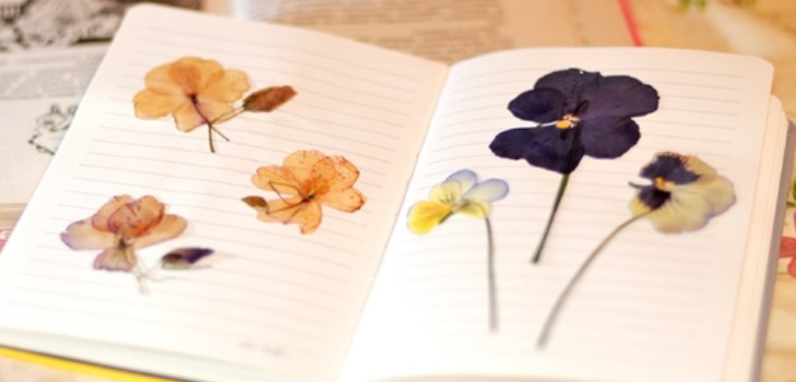 Apprendre à faire un herbier et un album pour lui de ses propres mains