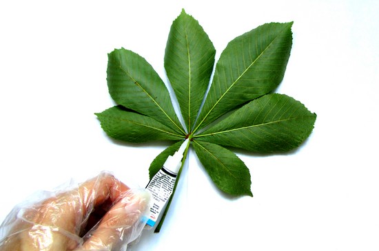 Apprendre à faire un herbier et un album pour lui de ses propres mains