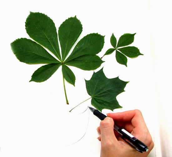 Apprendre à faire un herbier et un album pour lui de ses propres mains