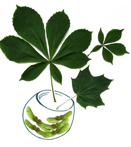 Apprendre à faire un herbier et un album pour lui de ses propres mains